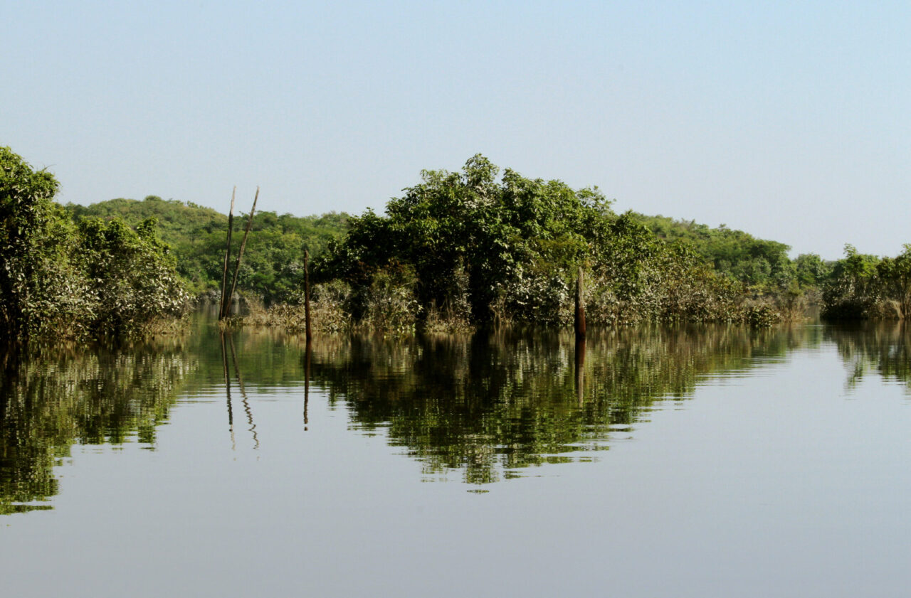 Floresta-Mata-Rio-Janeiro-2024-foto-Esio-Mendes-5.jpg