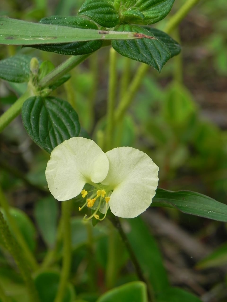 santa catarina